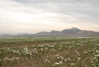 Enjoy the Flowering Season in Chile's Atacama Desert