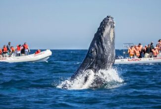 Gray and Blue Whale Watching in Loreto, Mexico