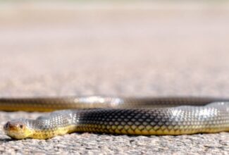 Snake catches flight from Tampa and gets caught in Newark Airport