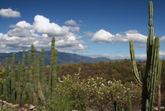 Tianguis Pueblos Mágicos 2022 Generated More Than $7.5 Million for Oaxaca