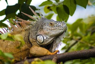 Tours to Discover the Reptiles of Yucatan, Mexico