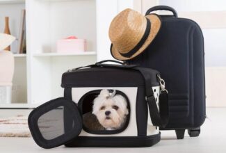 Pet-Friendly Tourism is Growing in Mexico