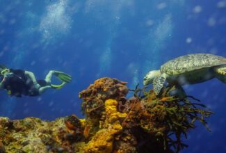 The Best Reef Sites for Diving in the Caribbean