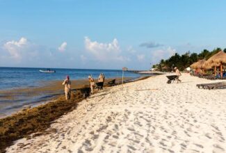 Less Sargassum is expected to reach the Mexican Caribbean shores in 2023