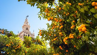 Bask in the Vibrant Charms of Andalusia the Soul of Southern Spain