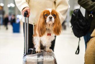 TSA To Pet Parents: Stop Sending Animals Through Airport X-Ray Machines