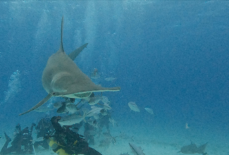 Diving with Great Hammerheads in Bimini, Bahamas