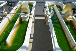 United Airlines Invests $5 Million in Algae-Based Fuel Producer Viridos