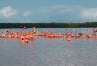 Discovering Mexico's Birdwatching Paradise in Merida