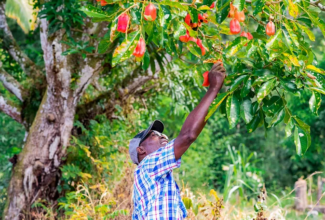 For Earth Day, Sandals Resorts Invites Guests To Plant 500 Food-Bearing Trees