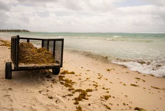 Mexico, Caribbean, Florida All Expecting Summer Influx of Sargassum Seaweed