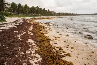 Mexico Installs Anti-Sargassum Barriers Along Popular Coastline