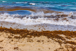 Visit Florida Shares Sargassum Resources for Tourism Industry