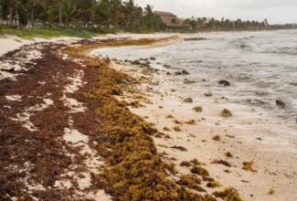 Tulum, Mexico Strengthens Anti-Sargassum Barriers