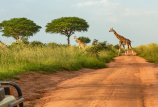 Uganda Announces New Tourism Initiative