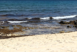 Experts Forecast Less Sargassum This Summer for Mexico's Top Beaches