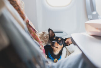 United Airlines Reseats Passenger to Accommodate Service Animal: What Really Happened?