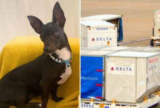 Pet Dog Lost at Atlanta Airport as Owner Faces Deportation from the US by Airline