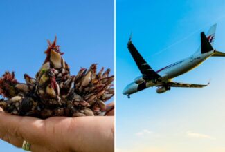 Barnacles Hold Potential Clues to MH370 Location, Says Scientist