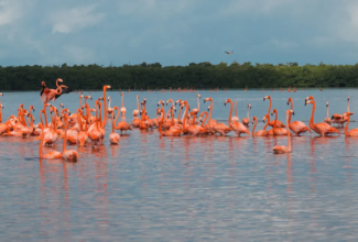 Discover Mexico's Birdwatching Paradise