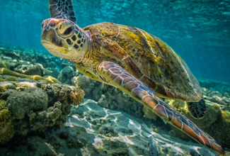 Great Barrier Reef Maintains its Status off UNESCO's Endangered List