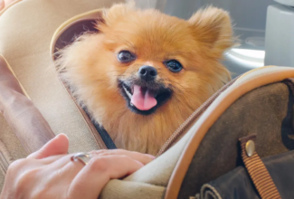 BARK Air Revolutionizes Pet Travel with First-Class Flights for Dogs