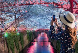 Cherry Blossoms in Japan? Air Canada Expands Spring 2024 Capacity