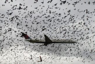 Boeing 737 Max Faces New Safety Concerns: Bird Strikes Could Lead to Smoke in Cabin