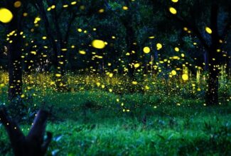 Experience the Magical Synchronous Fireflies Event in the Great Smoky Mountains