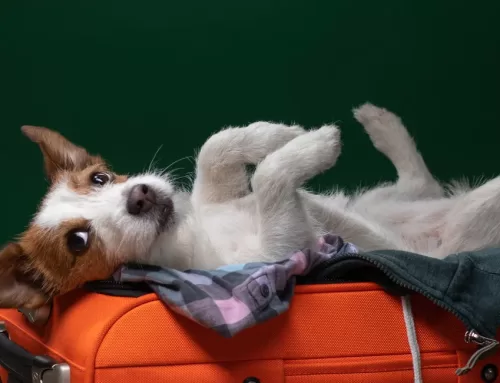 Best Dog-Friendly Destinations for Summer Travel