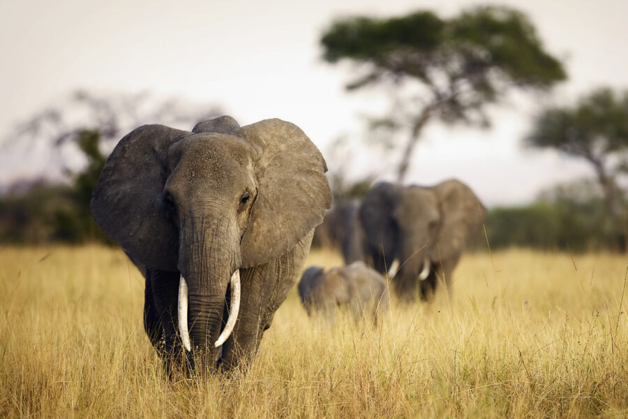 Best Safaris in the World